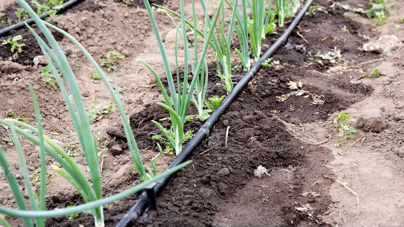 info-1300-731 info-1300-731